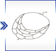 chockers